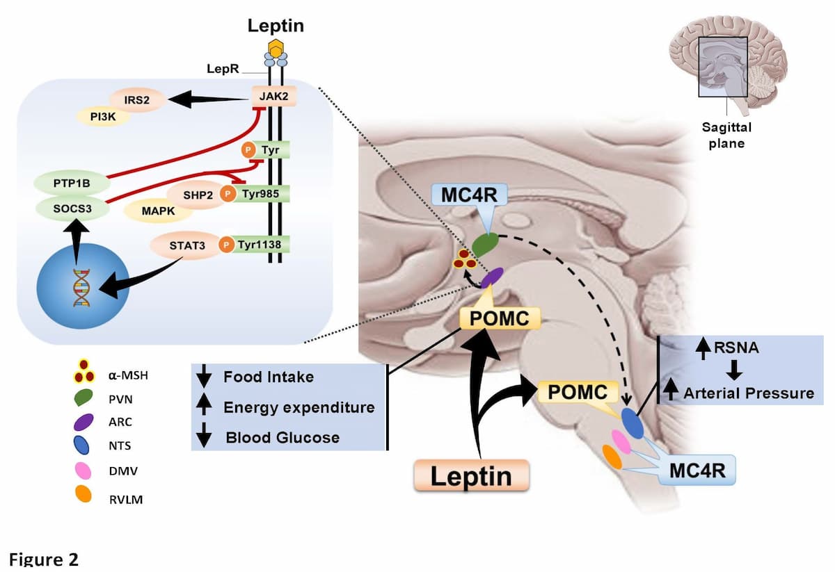 Figure-2-2021-Research-summary-Hall_Page_2.jpg